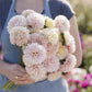 aster apollonia chamois