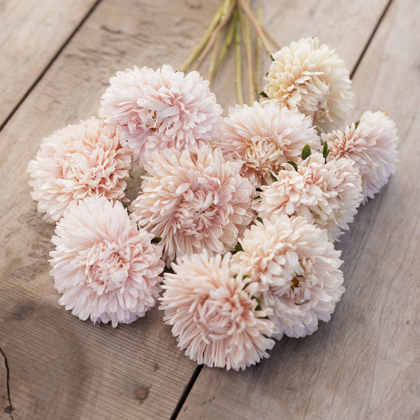 aster apollonia chamois