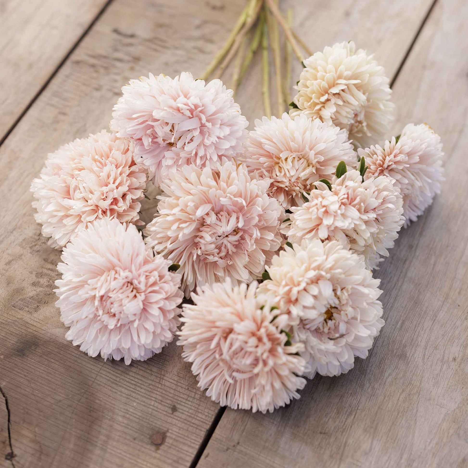 aster apollonia chamois