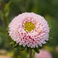 aster matsumoto apricot