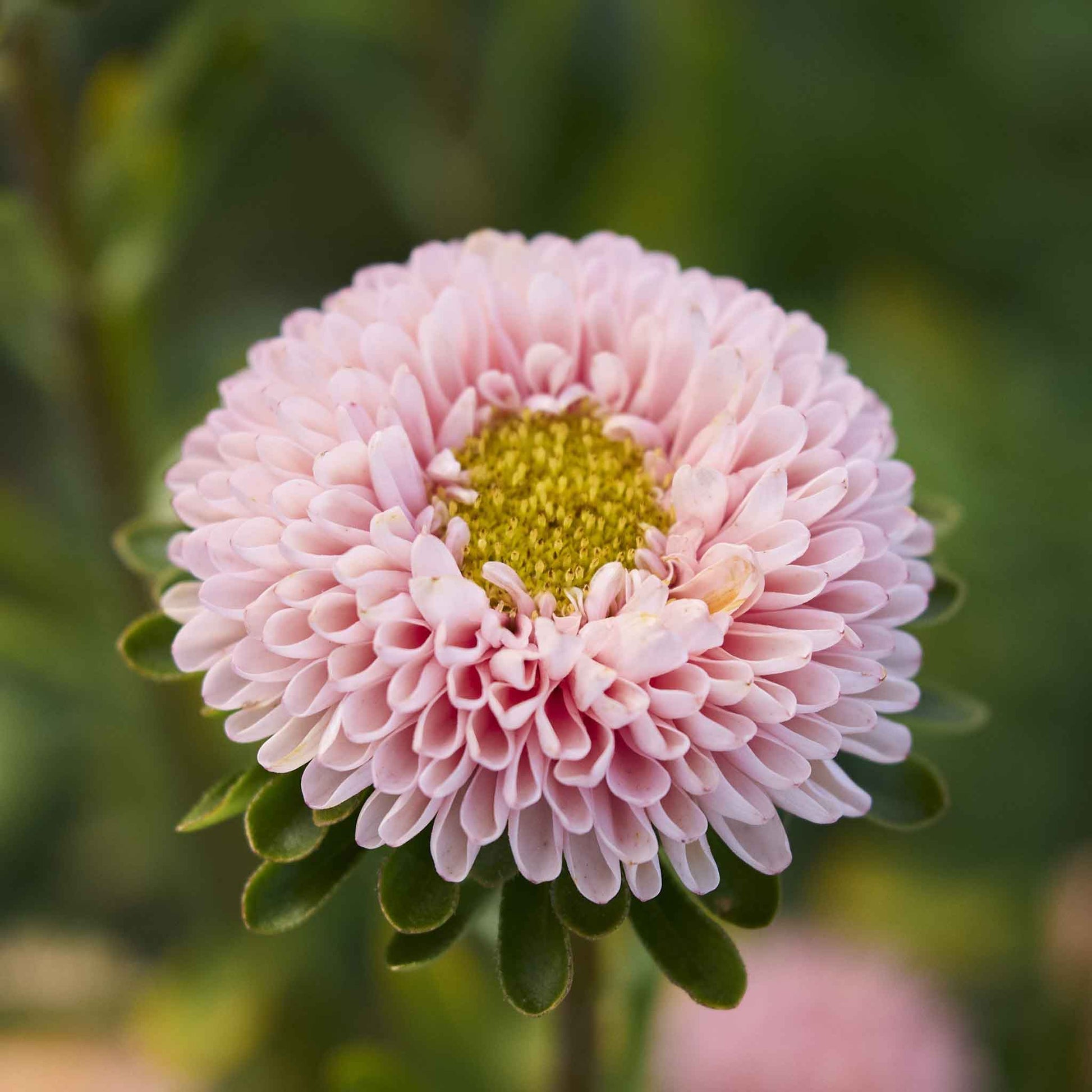 aster matsumoto apricot