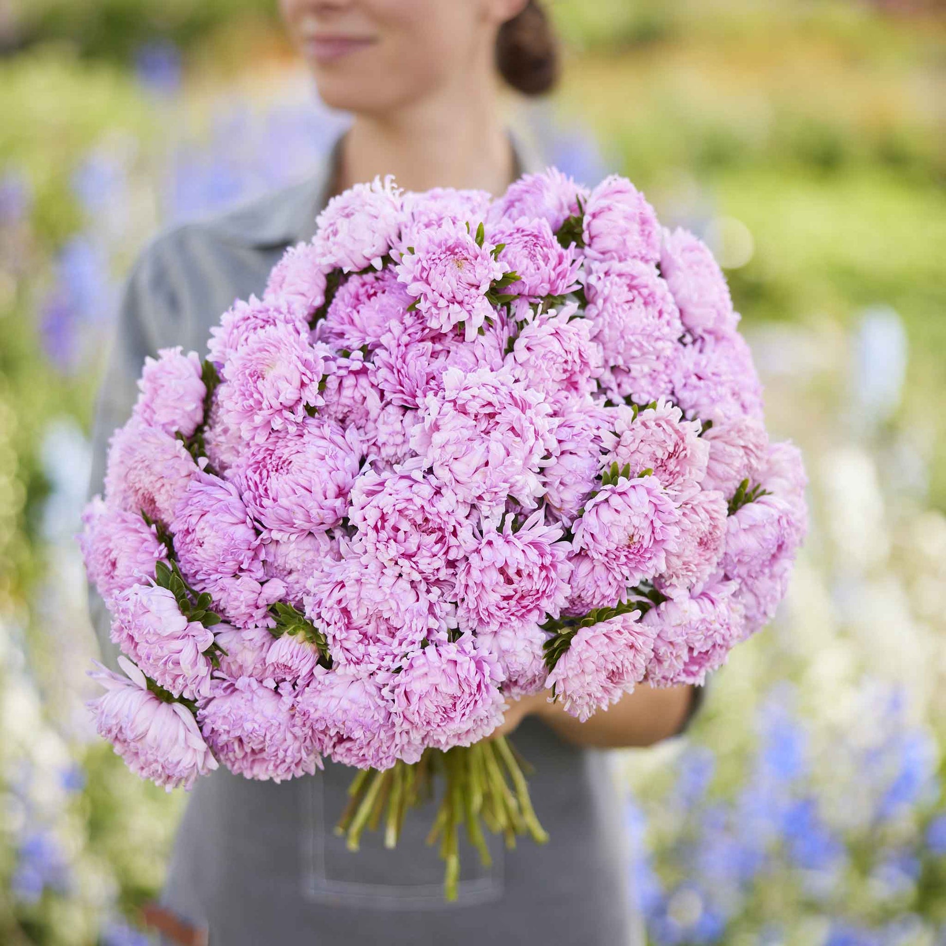 purple rose seeds for sale Bulk Aster Seeds (Pompon) - Rubens Mix