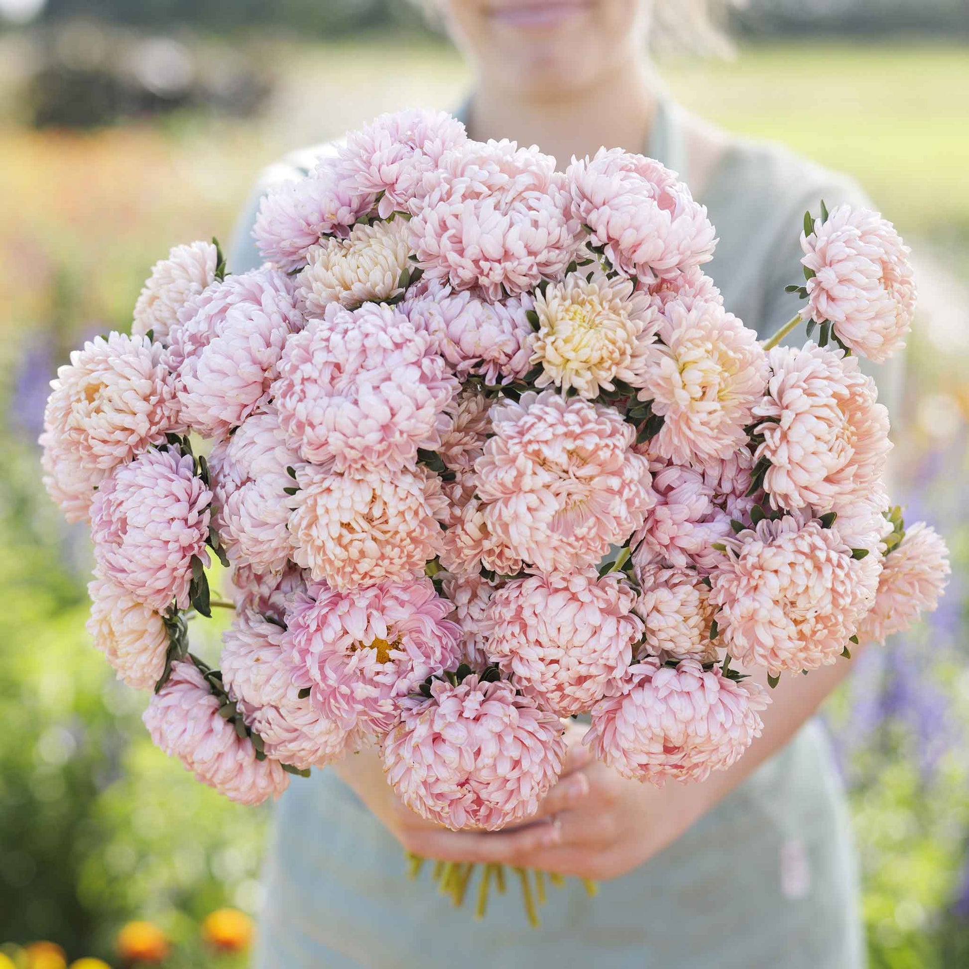 aster flower seeds Bulk Aster Seeds (Peony Duchess)