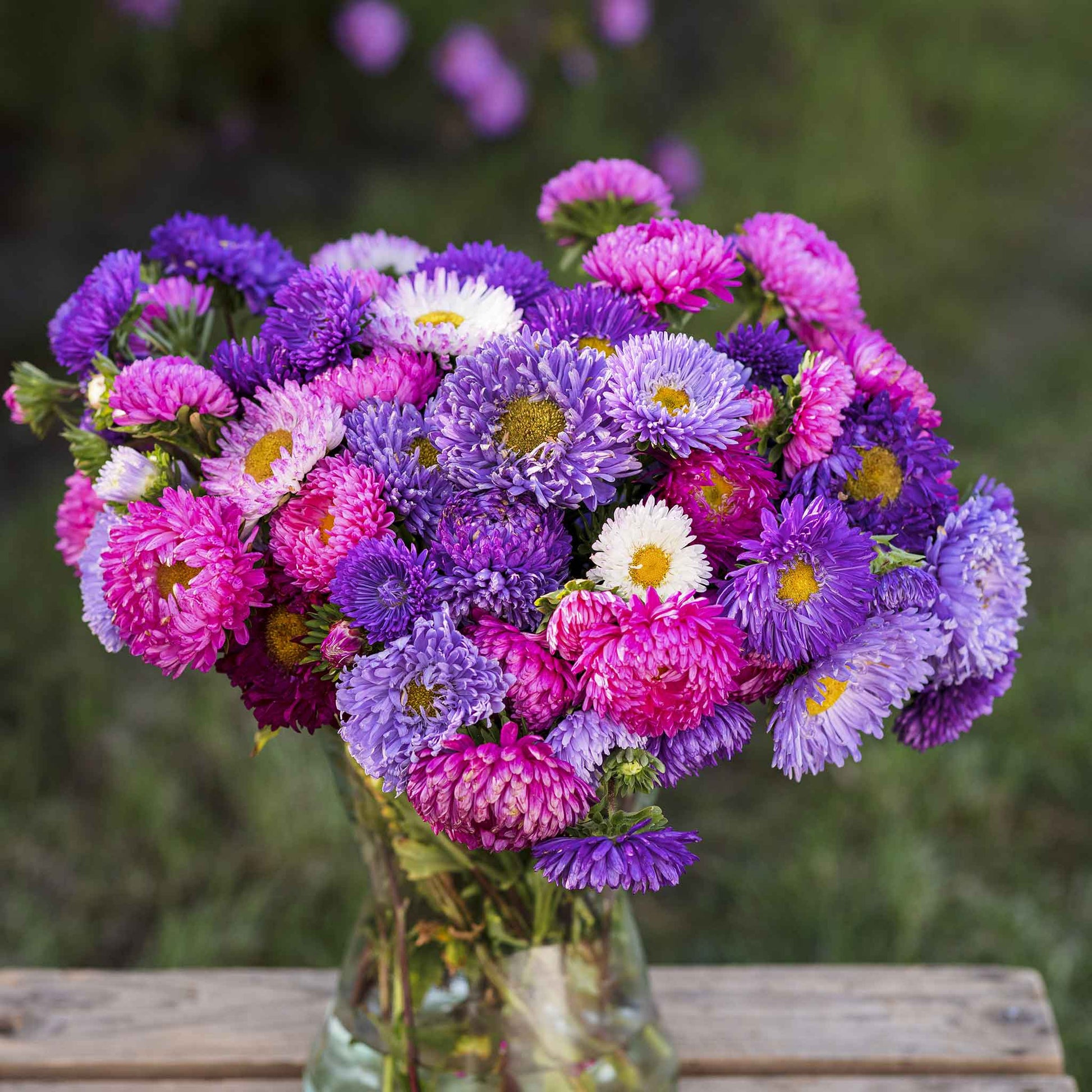 aster pot and patio mix Bulk Aster Seeds (Peony Duchess)