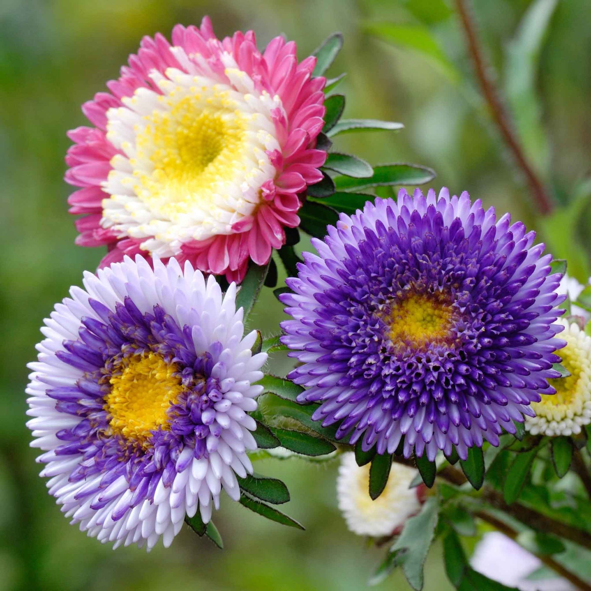 aster flower seed Bulk Aster Seeds (Pompon)