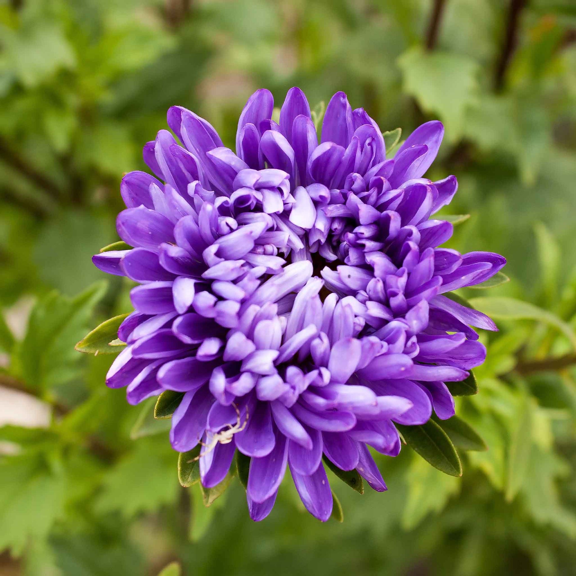 aster flower seed Bulk Aster Seeds (Semi-Dwarf)