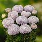 Bouquet of aster Lady Coral Lavender with green leaves on a blurred green background. | copyright: Floramedia UK Ltd