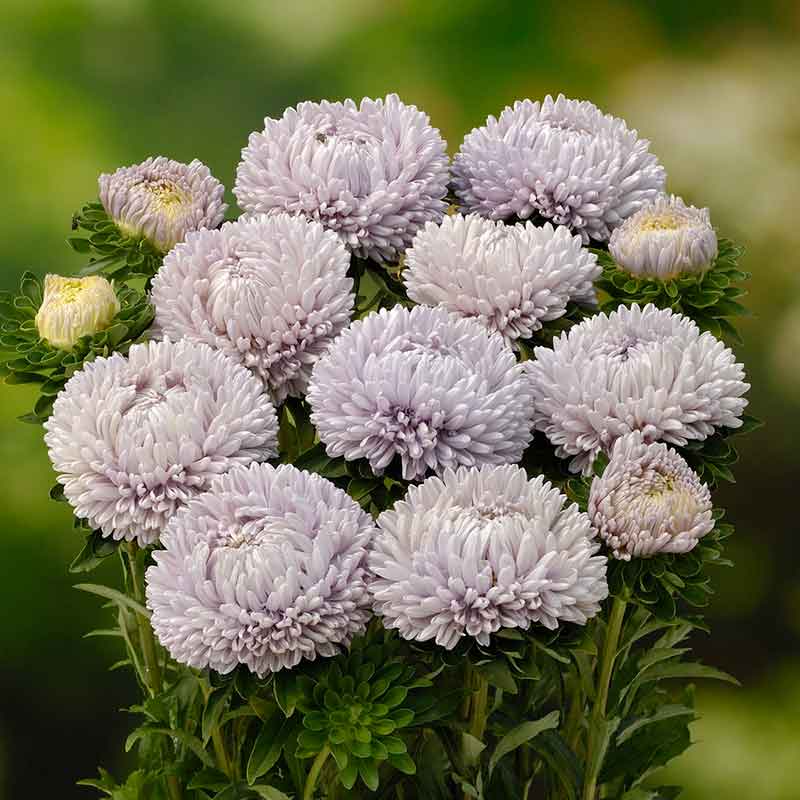 Bouquet of aster Lady Coral Lavender with green leaves on a blurred green background. | copyright: Floramedia UK Ltd