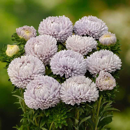 Bouquet of aster Lady Coral Lavender with green leaves on a blurred green background. | copyright: Floramedia UK Ltd