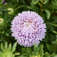 Close-up of a purple aster lady coral lavender flower with green leaves in the background