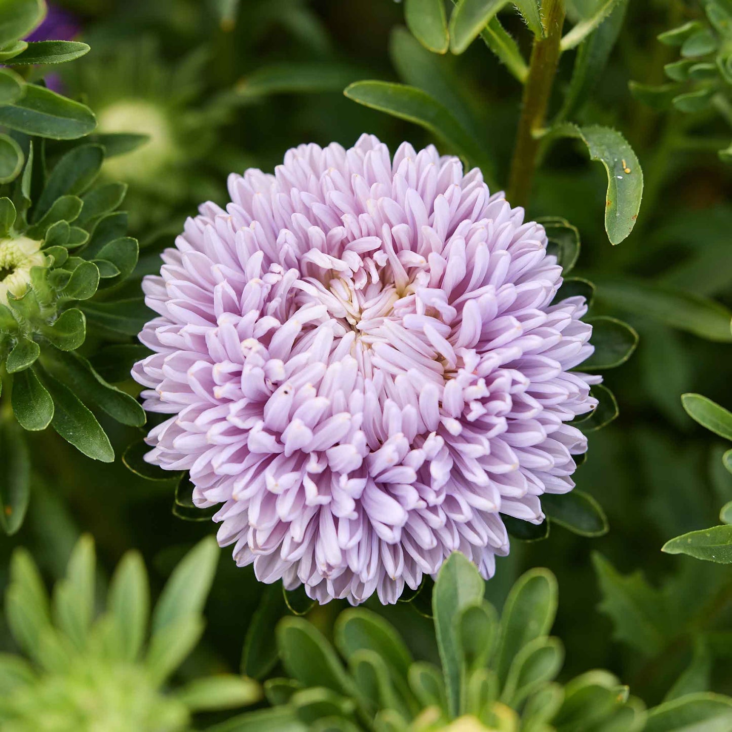 Close-up of a purple aster lady coral lavender flower with green leaves in the background