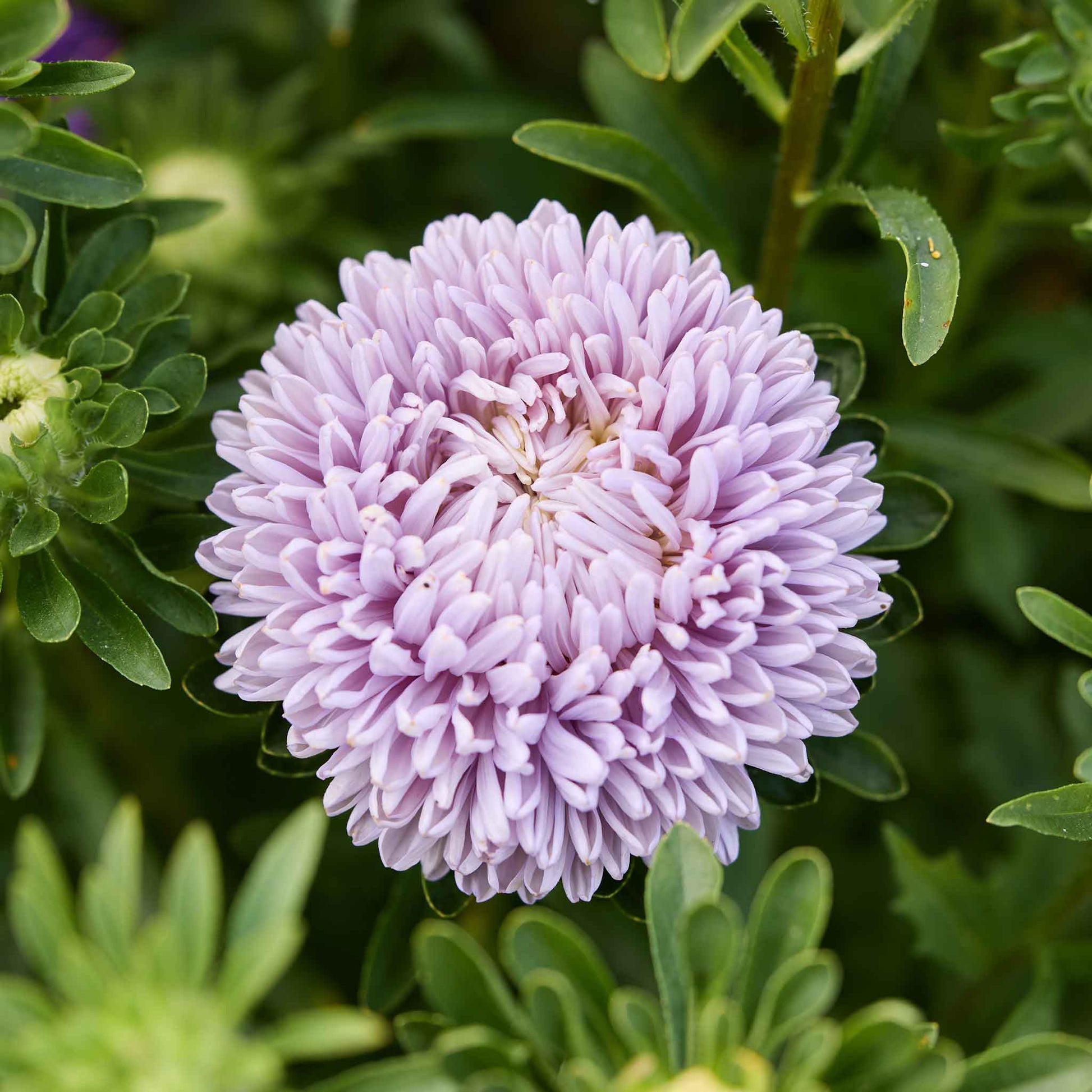Close-up of a purple aster lady coral lavender flower with green leaves in the background