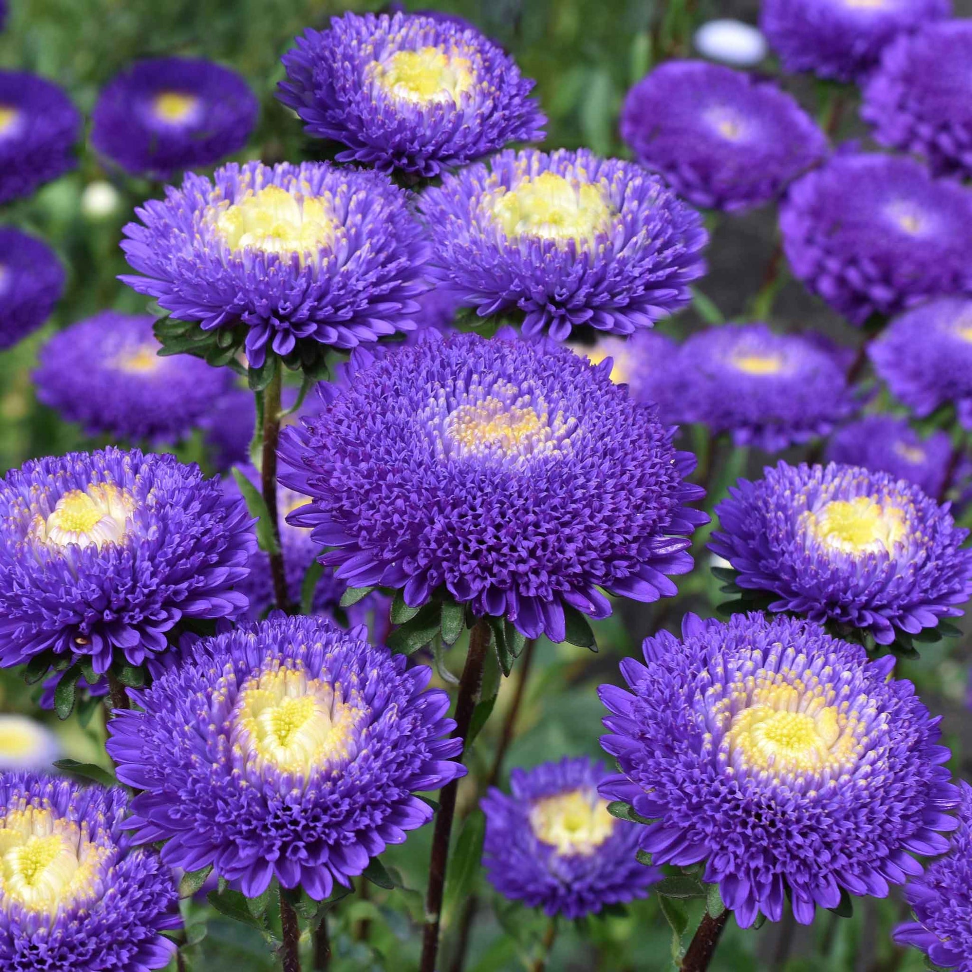 aster plant seeds Bulk Aster Seeds (Pompon)