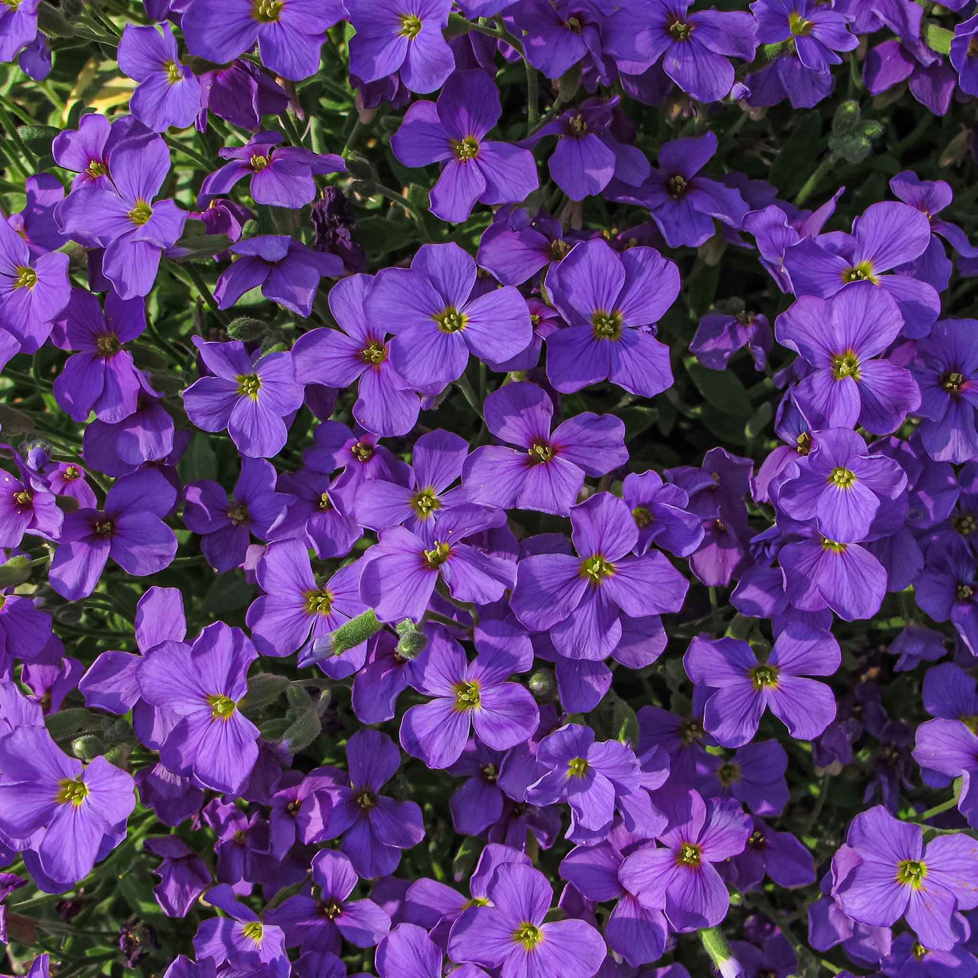 planting aubrieta seeds Bulk Aubrieta Seeds