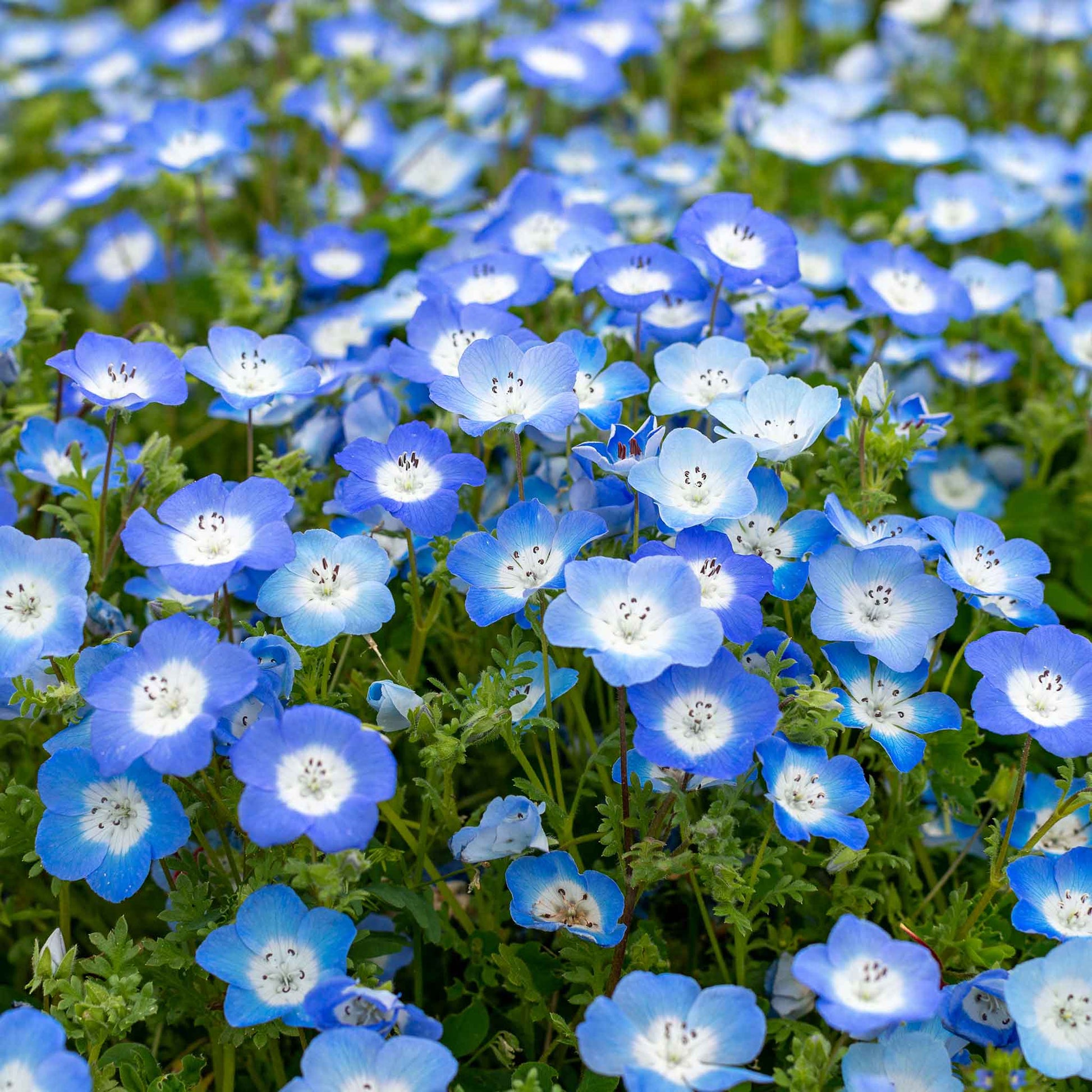 eyeball plant seeds Bulk Baby Blue Eyes Seeds 1 Pound