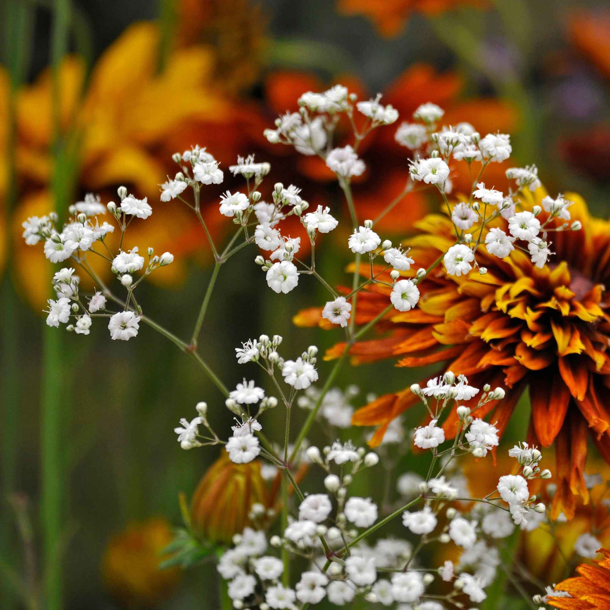 baby's breath flower seeds Bulk Perennial Babys Breath Seeds 1 Ounce