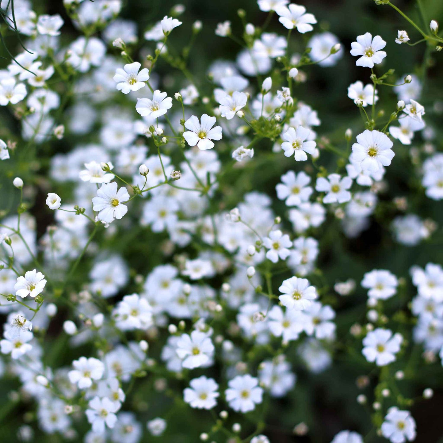 annual babys breath