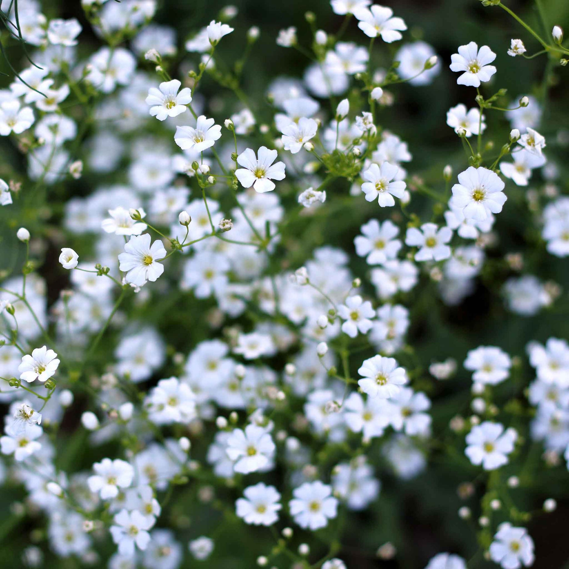 annual babys breath