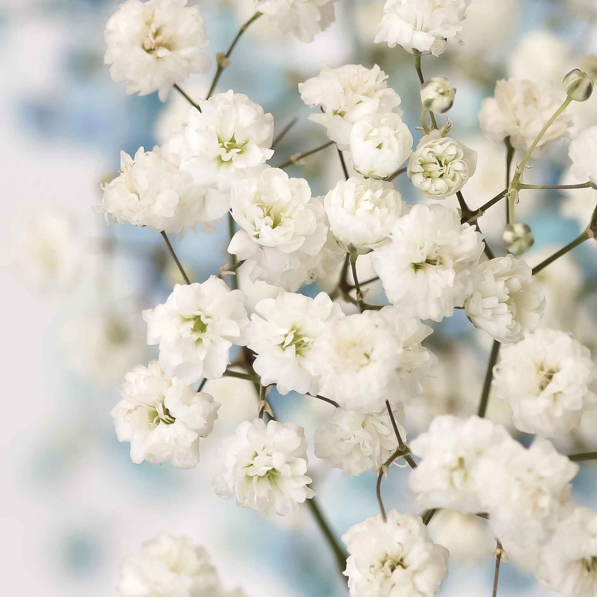 baby's breath flower seeds Bulk Babys Breath Seeds (Perennial)