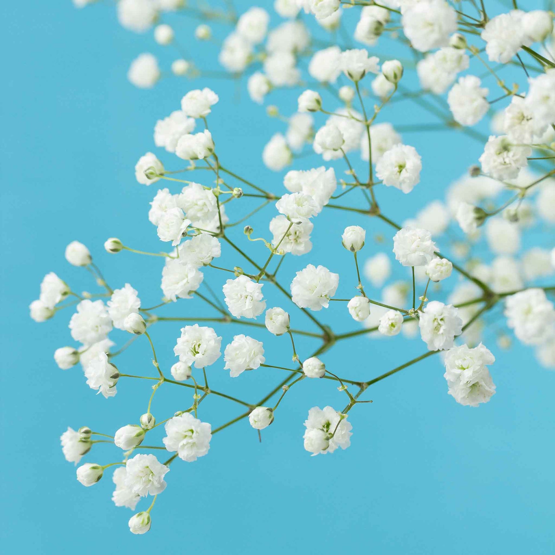 baby's breath flower seeds Bulk Babys Breath Seeds (Perennial)