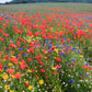 back to basic wildflower mix