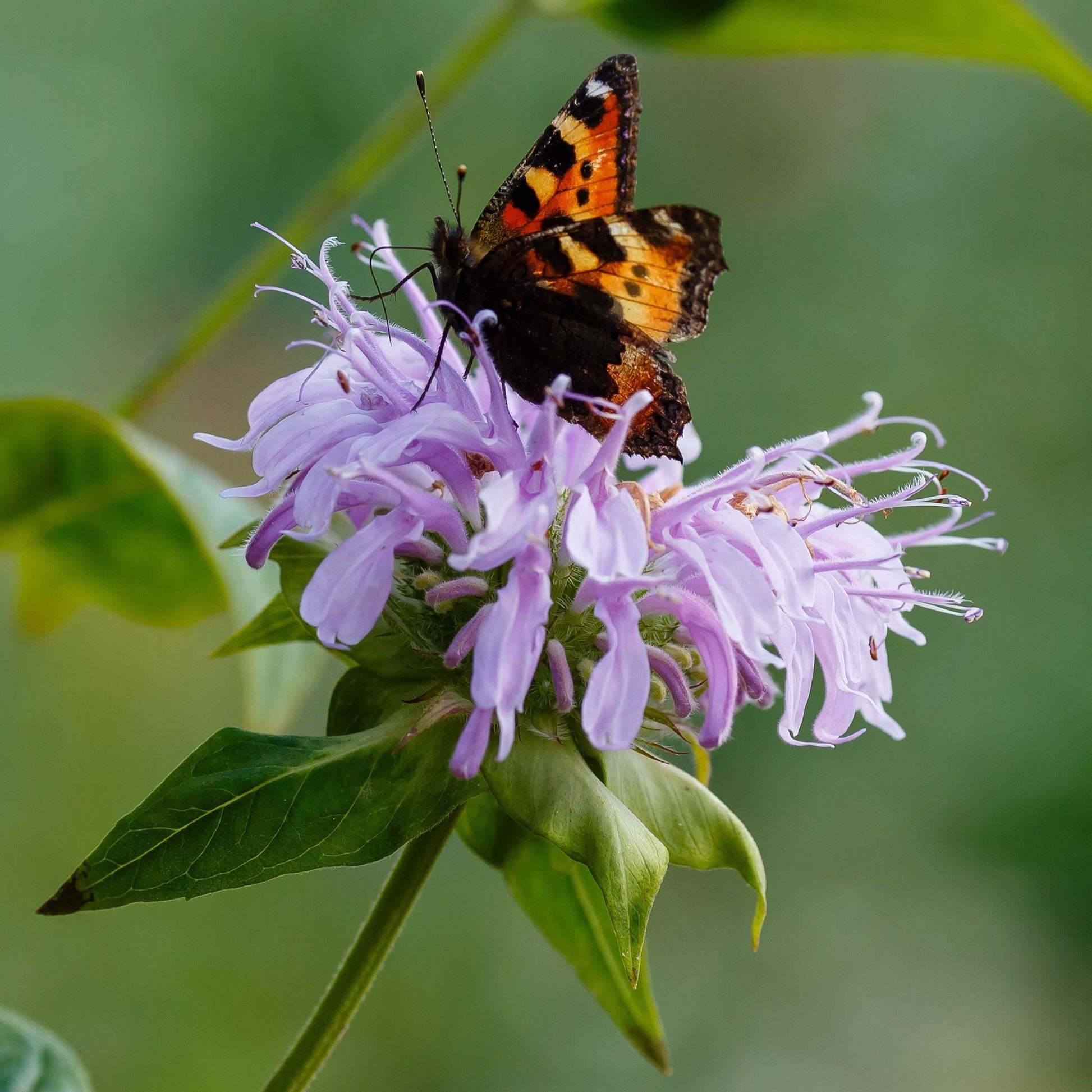 bee balm plant seeds Bulk Bee Balm/Wild Bergamot Seeds