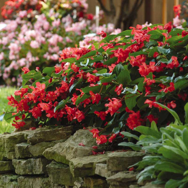 dragon wing begonia plant Bulk Begonia Seeds - Dragon Wing Red | Flower Seeds