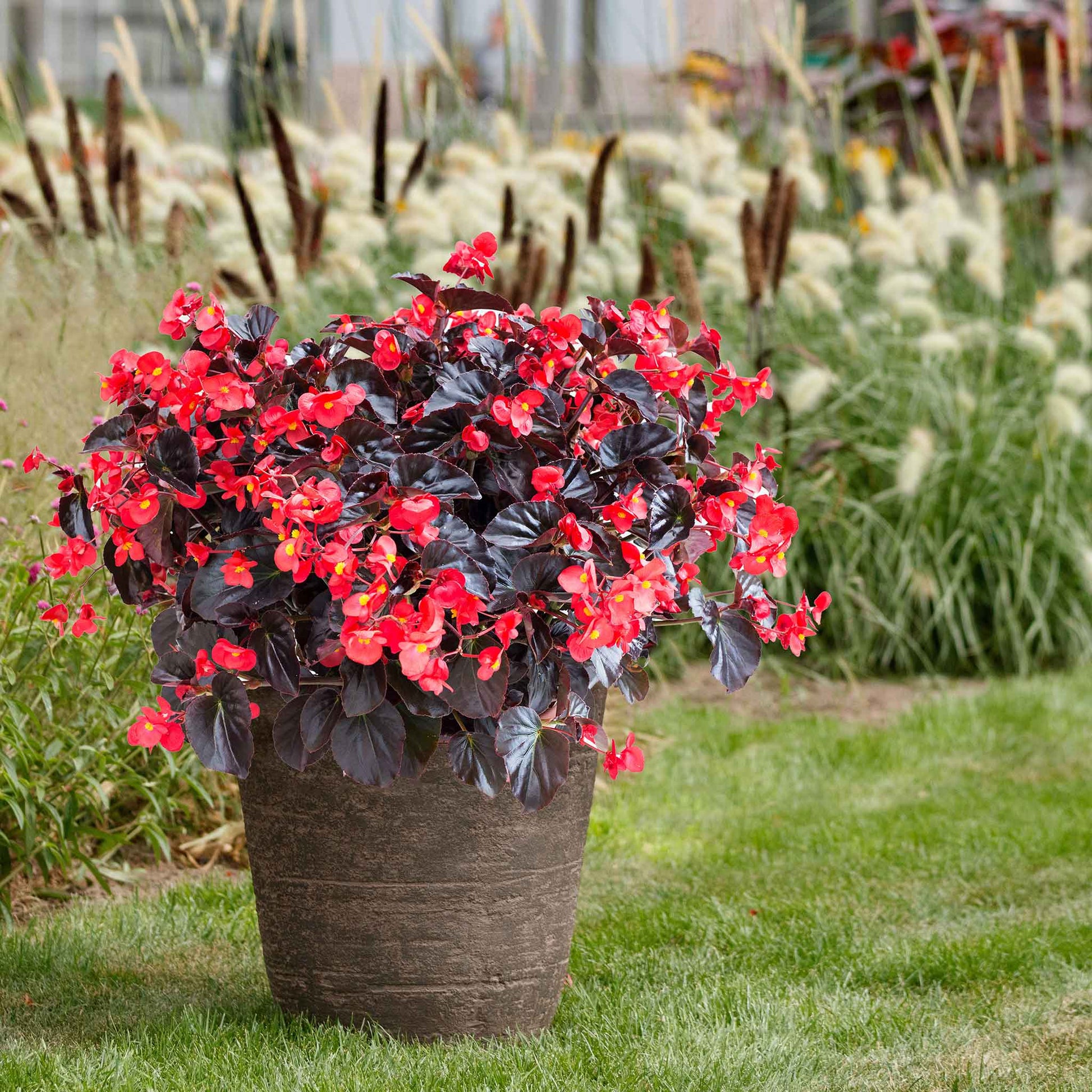 plant begonia seeds Bulk Begonia Seeds - Viking XL Red on Chocolate | Flower Seeds