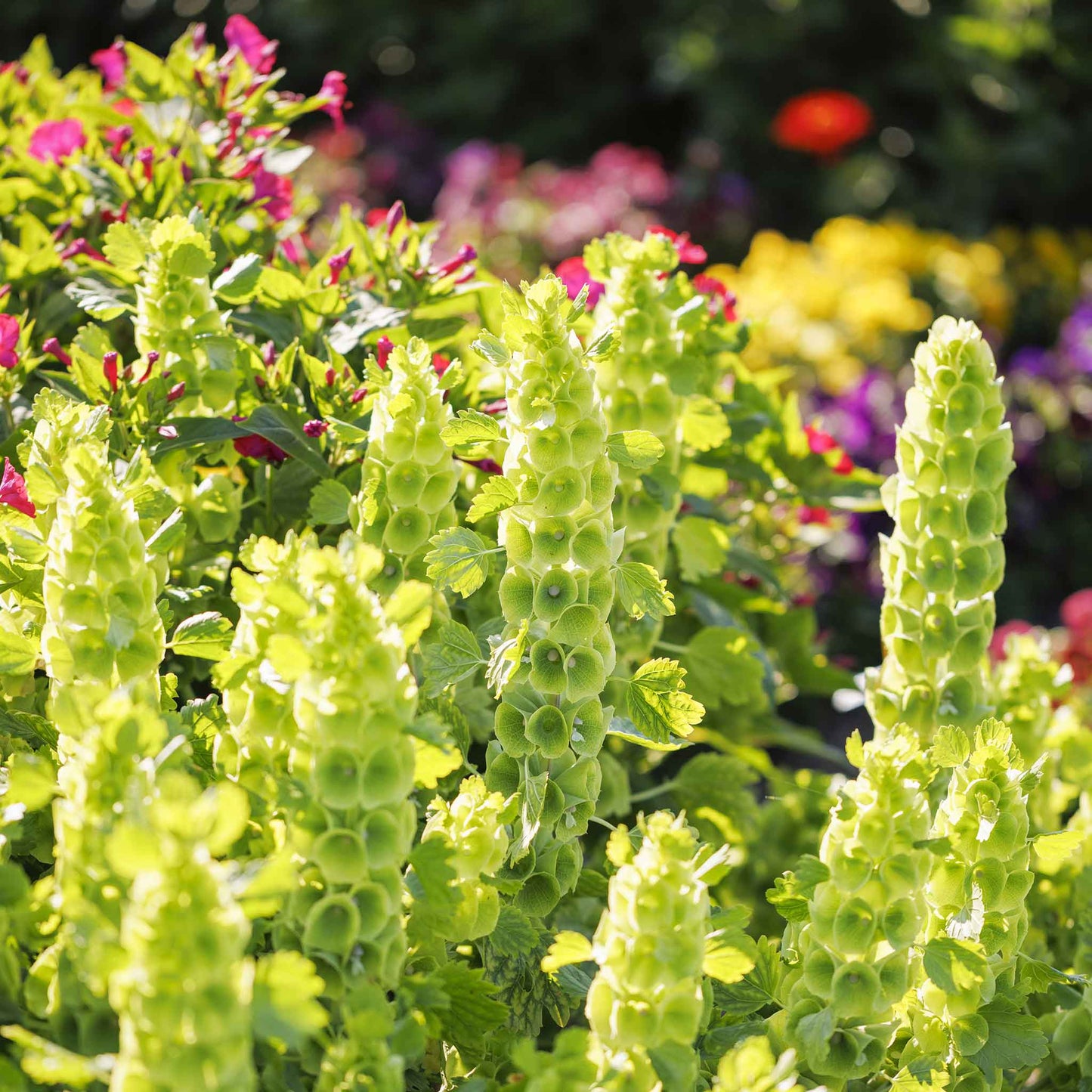 bells of ireland flower seeds Bulk Bells of Ireland Seeds 1/4 Pound