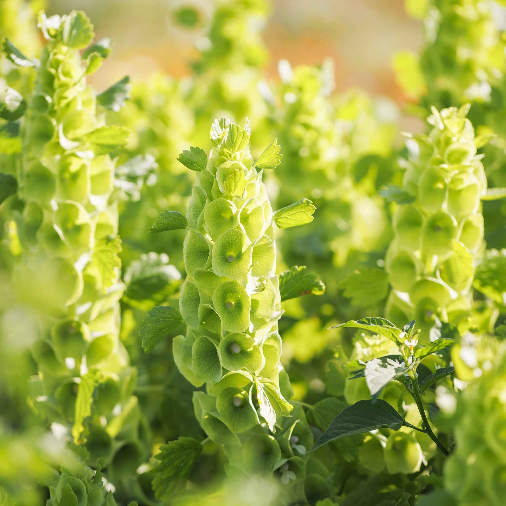 irish flower seeds Bulk Bells of Ireland Seeds 1/4 Pound