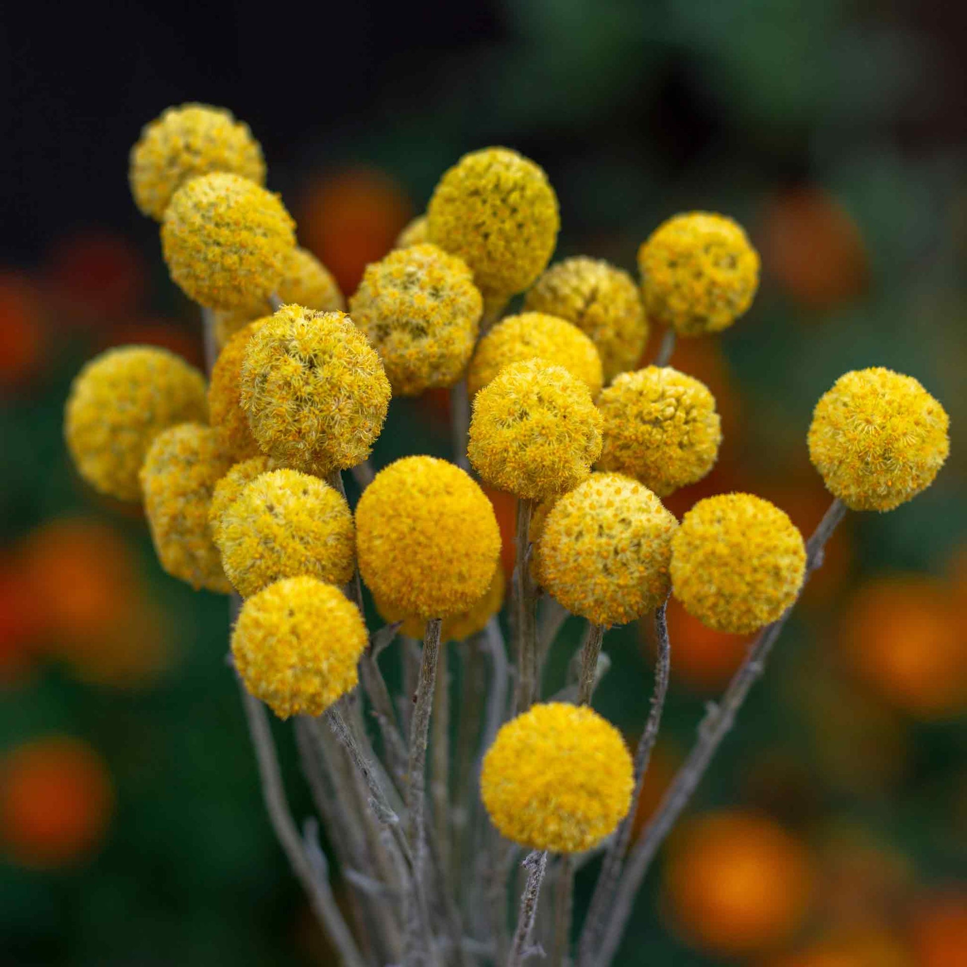 billy button flower seeds Bulk Billy Button Seeds Packet