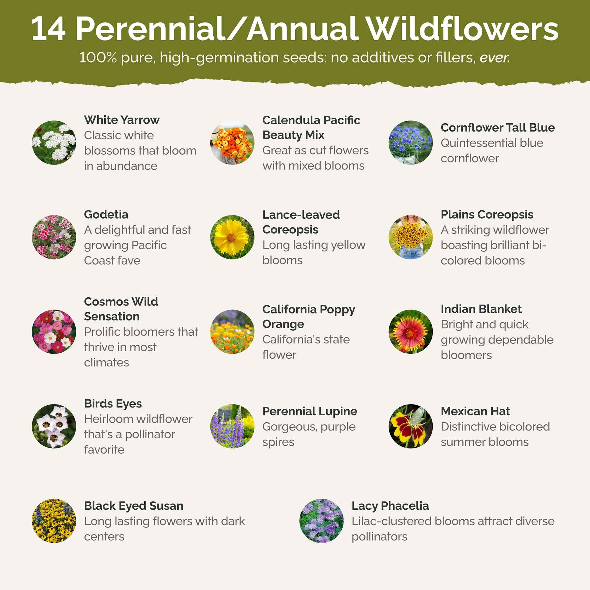 butterfly garden seeds bulk Bulk Bird & Butterfly Wildflower Seed Mix