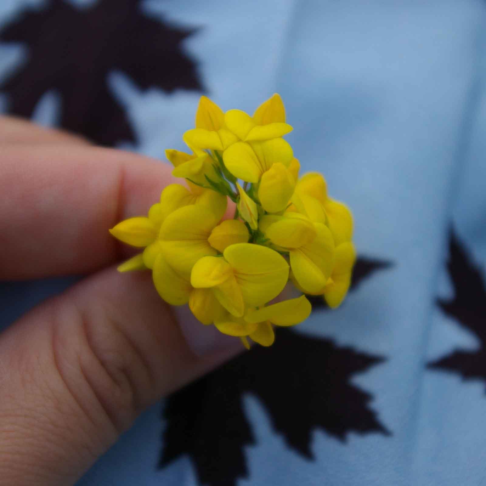 birdsfoot trefoil