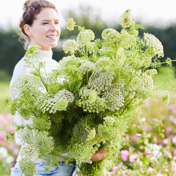 bulk wildflower seeds australia Bulk Bishop's Flower Seeds