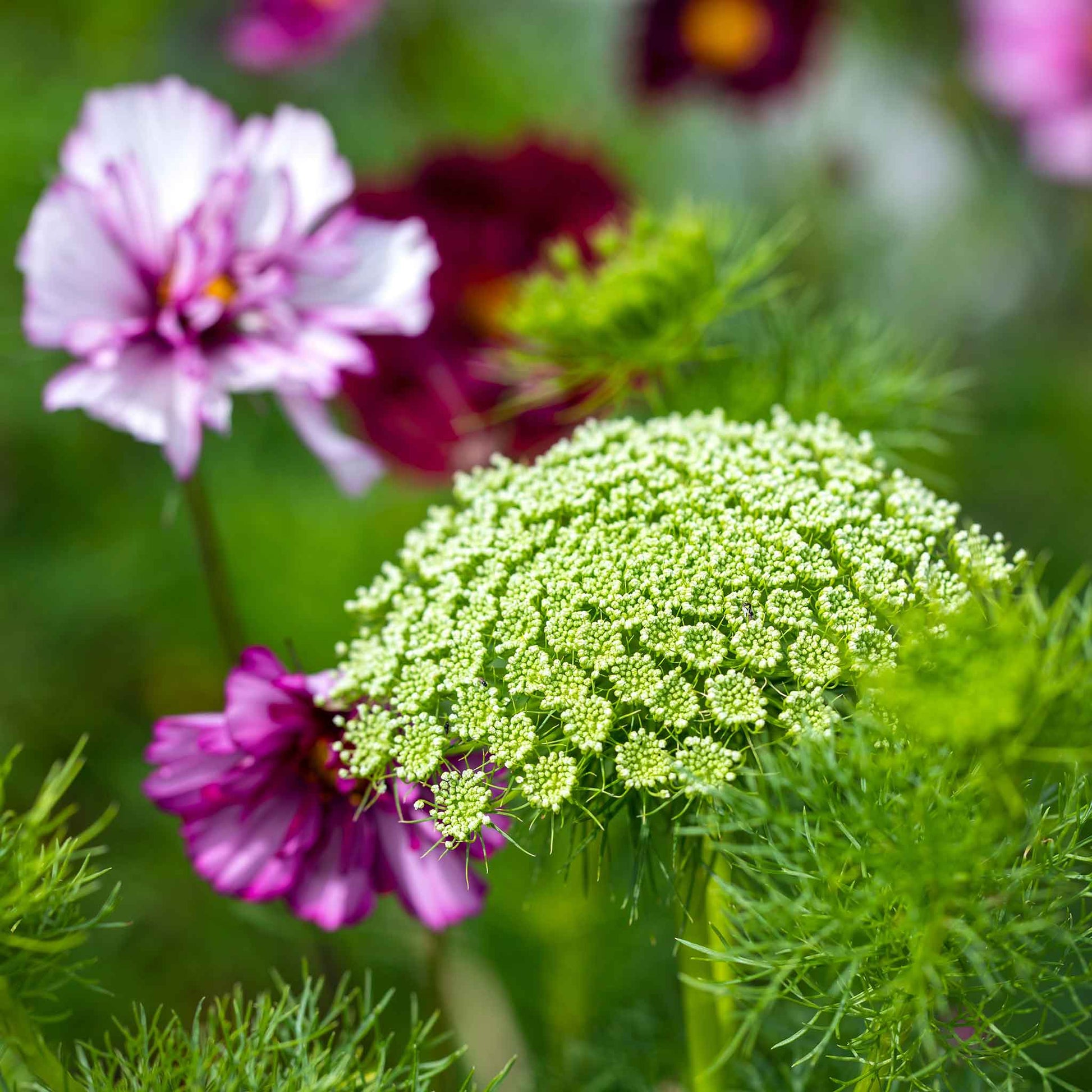 bishops flower seeds Bulk Bishop's Flower Seeds