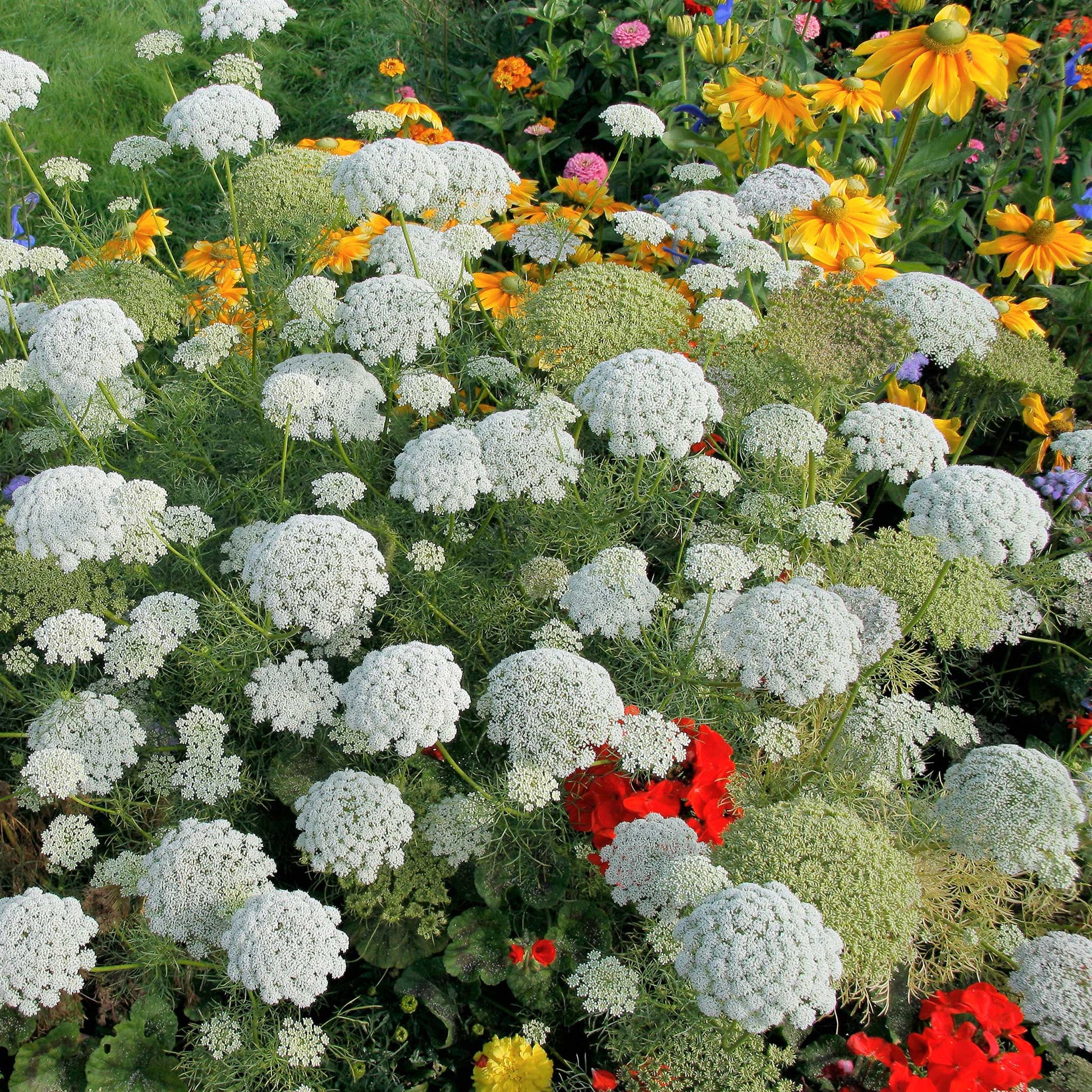 growing bishop's flower from seed Bulk Bishop's Flower Seeds 1 Pound