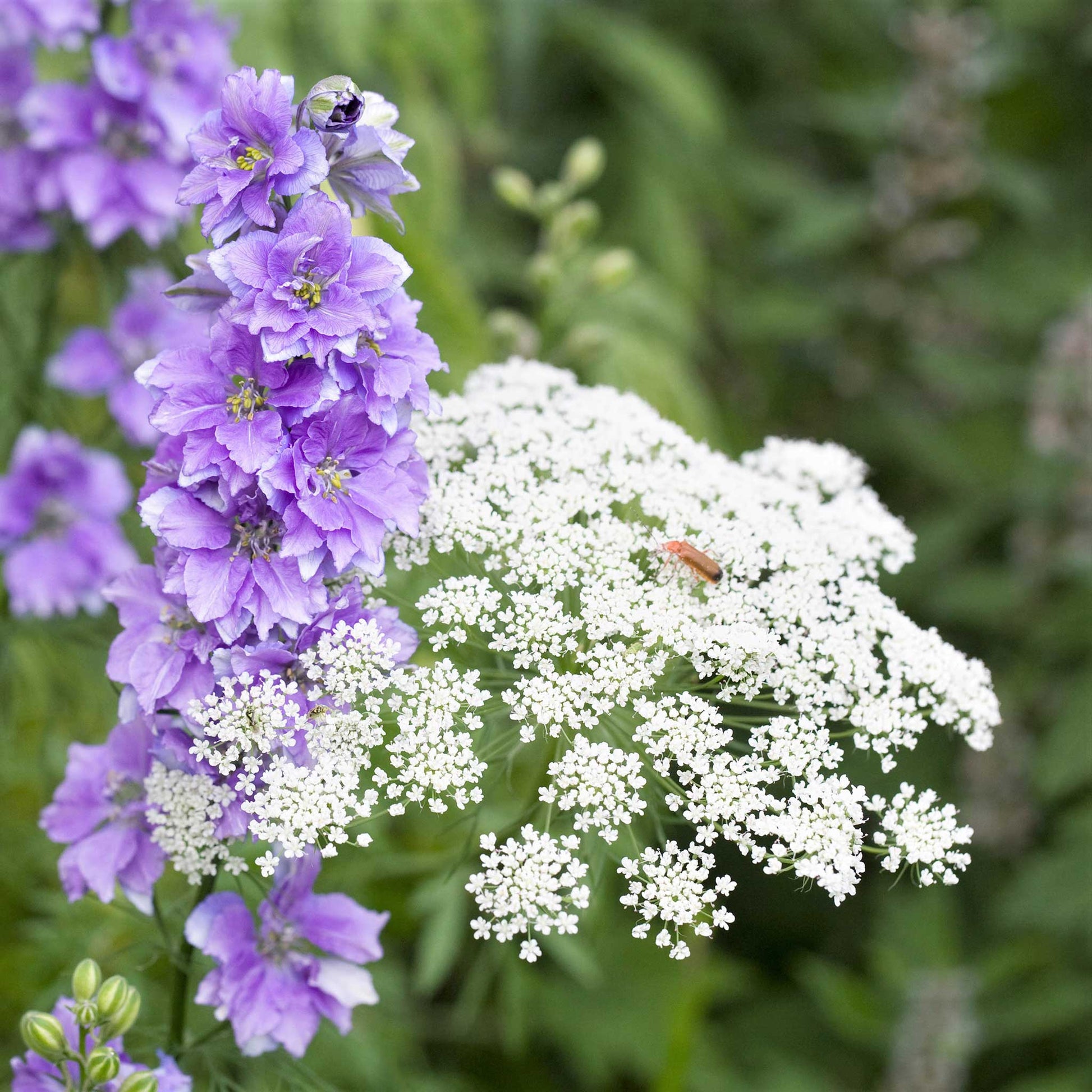 bishop's flower seeds Bulk Bishop's Flower Seeds 1 Pound