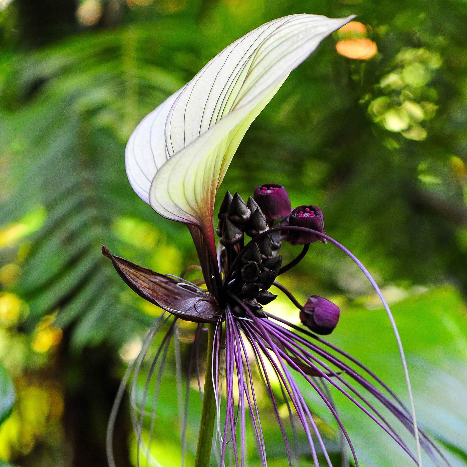 white bat plant seeds Black Bat Flower Seeds