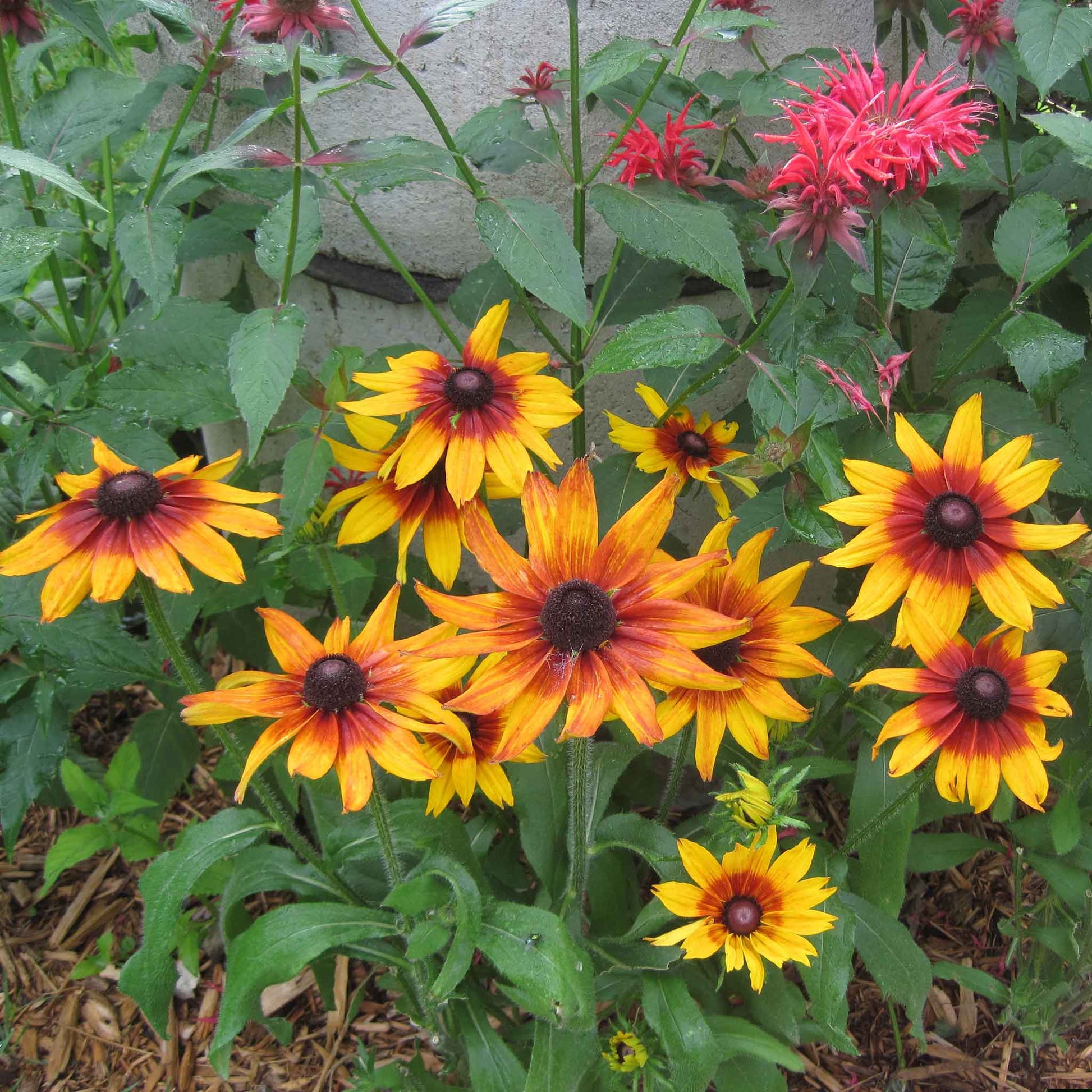 plant black eyed susan seeds in fall Bulk Black Eyed Susan Seeds