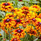 black eyed susan cappuccino
