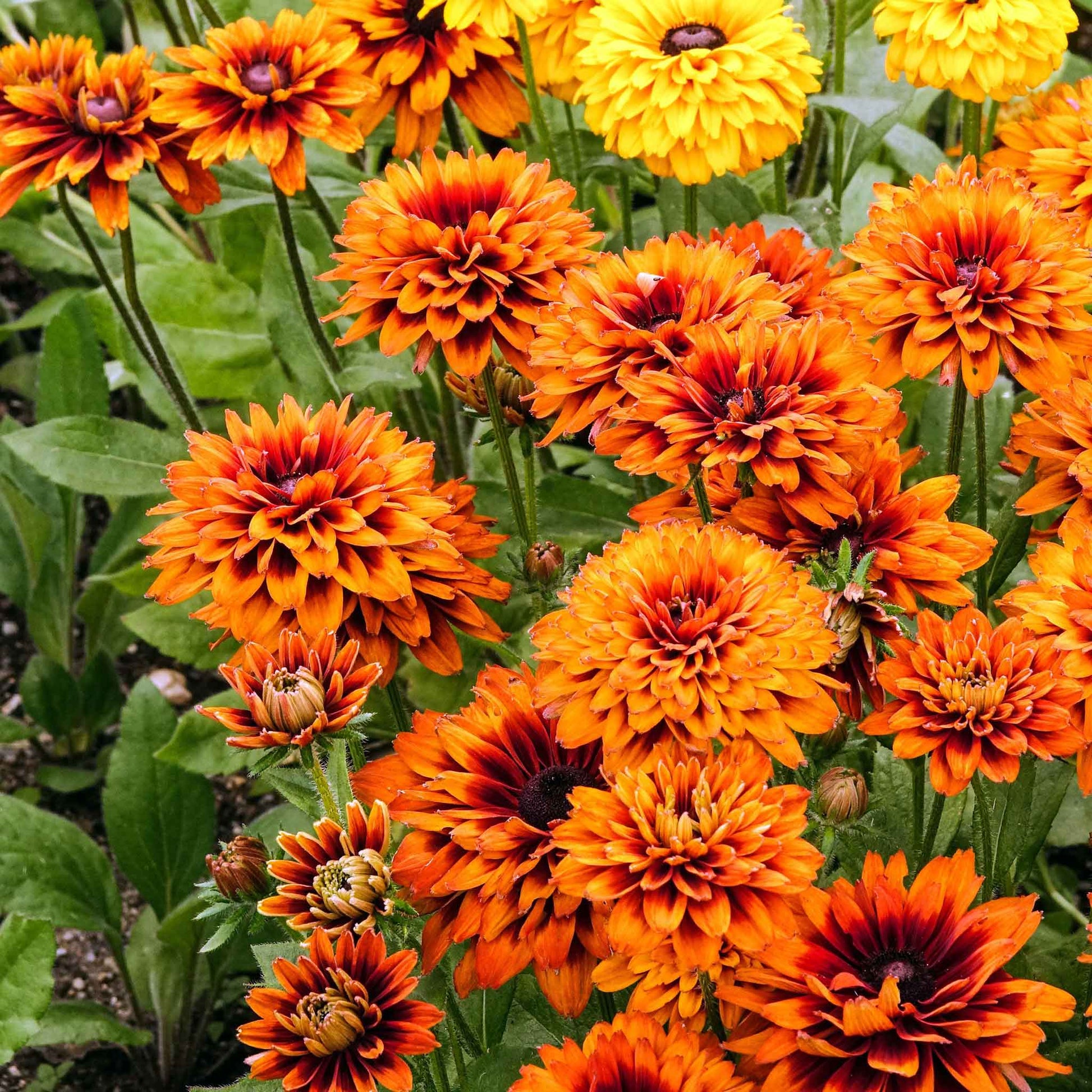 cherokee rose seeds for sale Bulk Black Eyed Susan Seeds