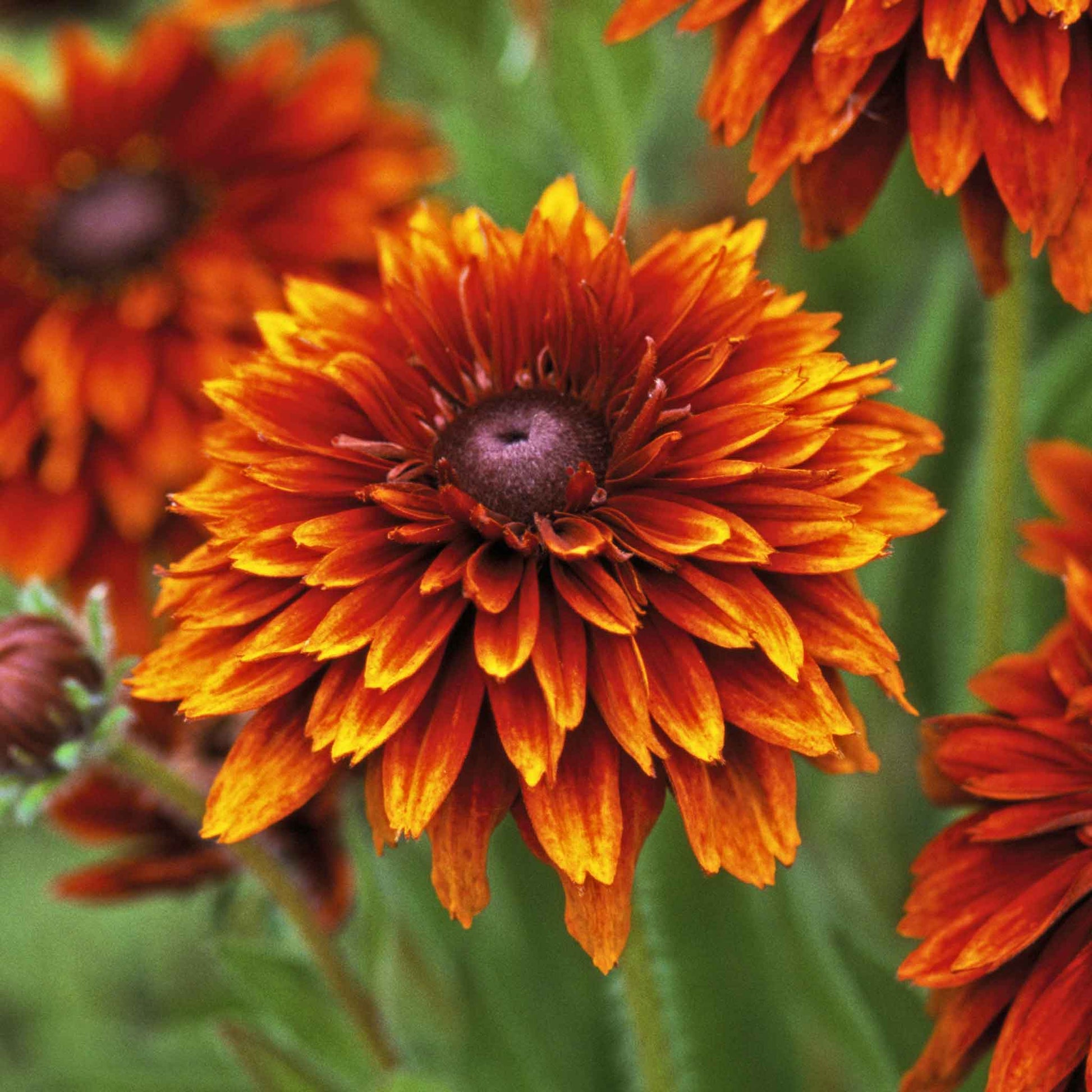 cherokee rose seeds for sale Bulk Black Eyed Susan Seeds