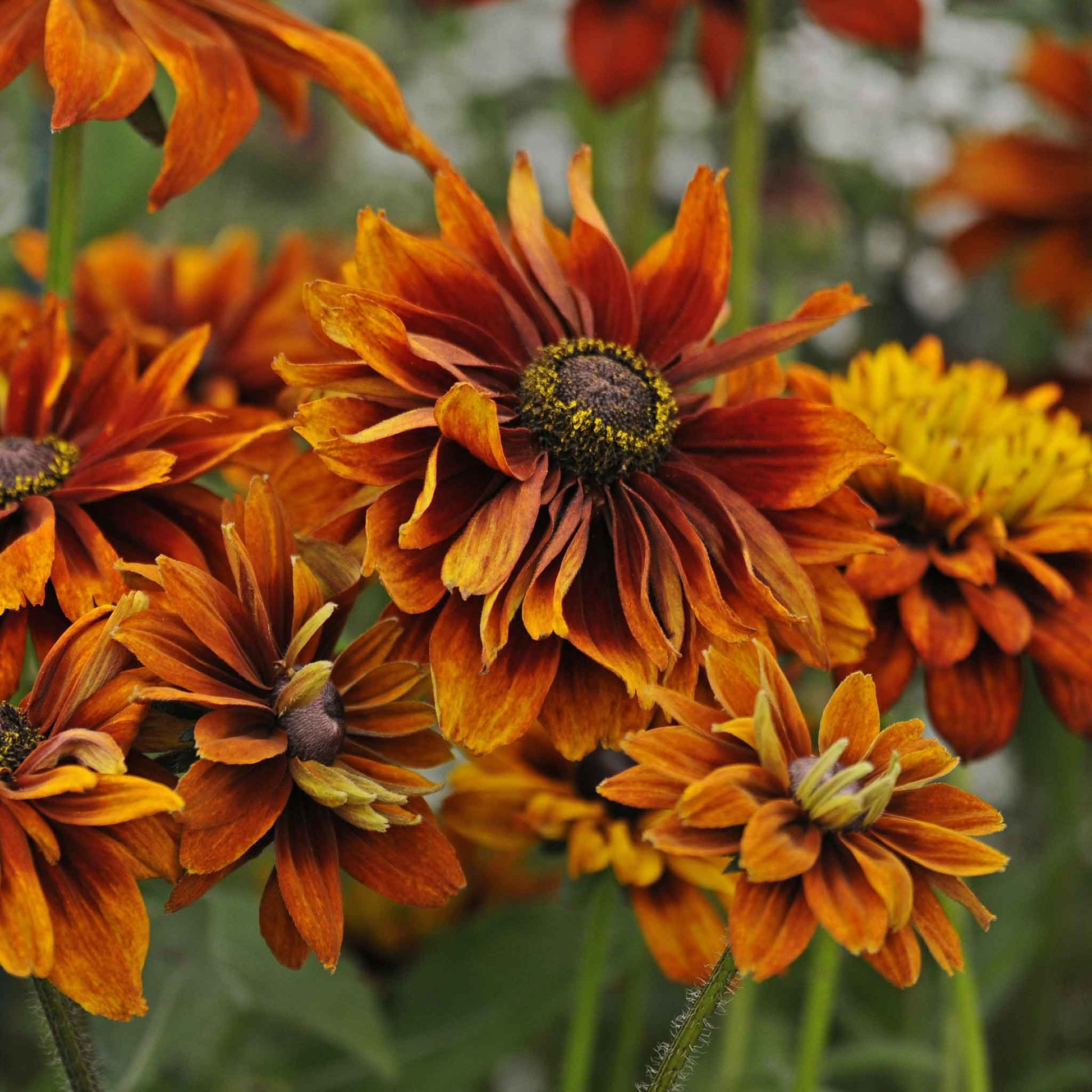 cherokee rose seeds for sale Bulk Black Eyed Susan Seeds