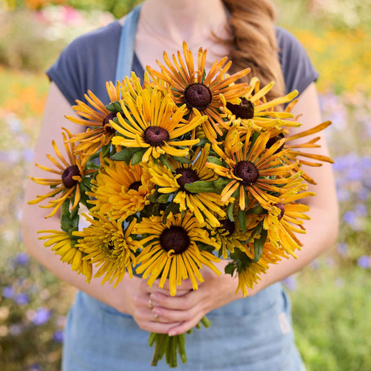 Person holding a bouquet of black eyed susan Chim Chiminee in a field