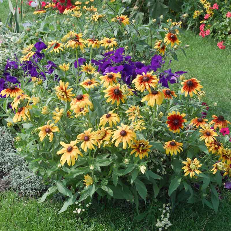 black eyed susan seeds planting Bulk Black Eyed Susan Seeds - Gloriosa Daisy Mix