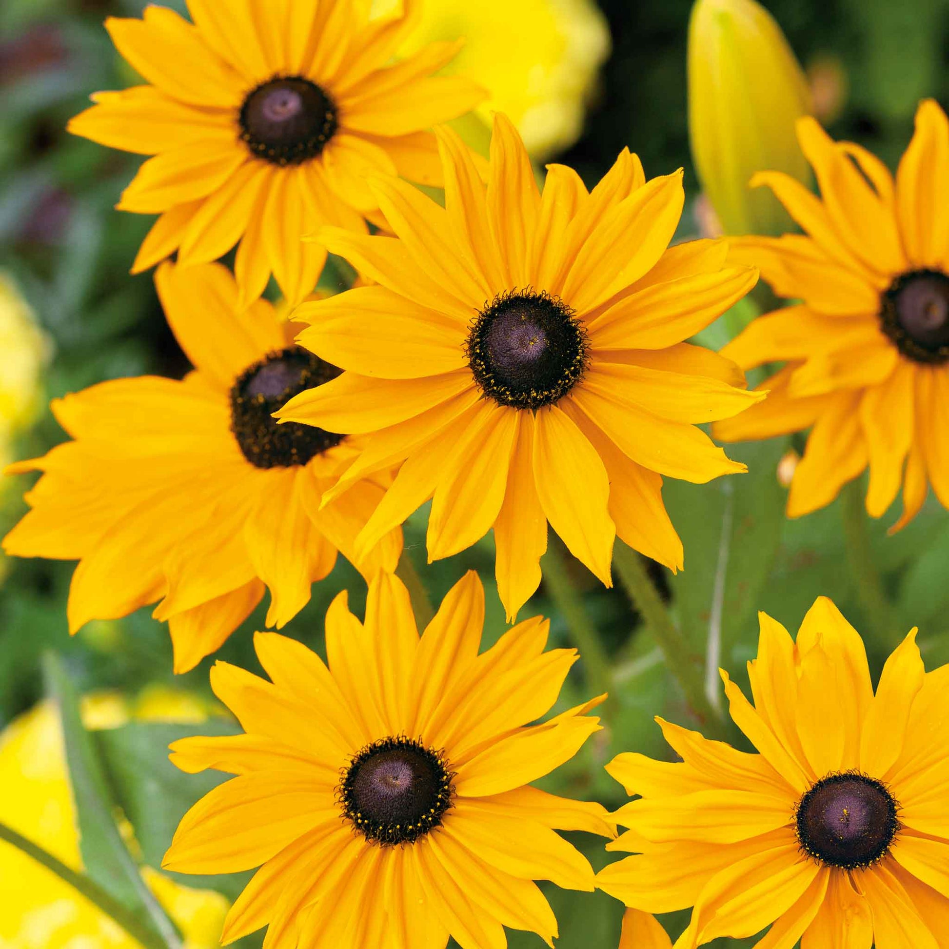 orange marmalade plant seeds Bulk Black Eyed Susan Seeds