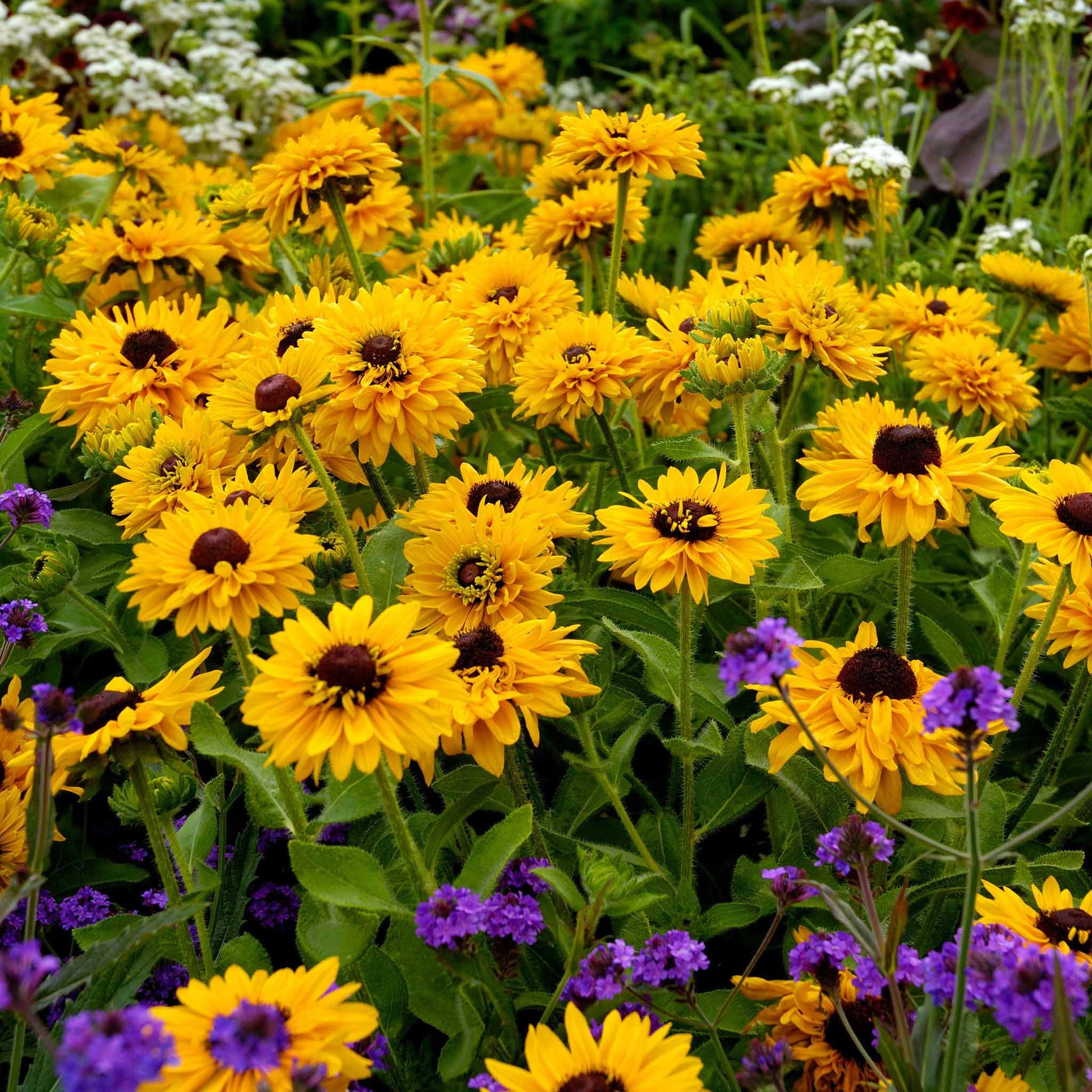 black wildflower seeds Bulk Black Eyed Susan Seeds - Maya | Flower Seeds in Packets & Bulk