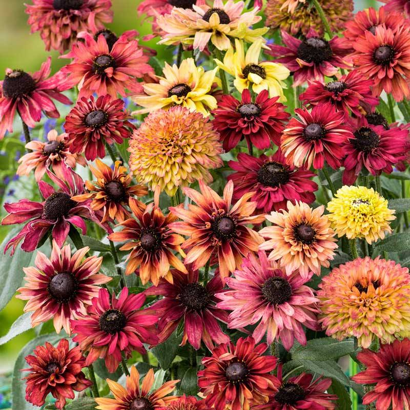 black eyed susan flower seeds Bulk Black Eyed Susan Seeds - Sahara