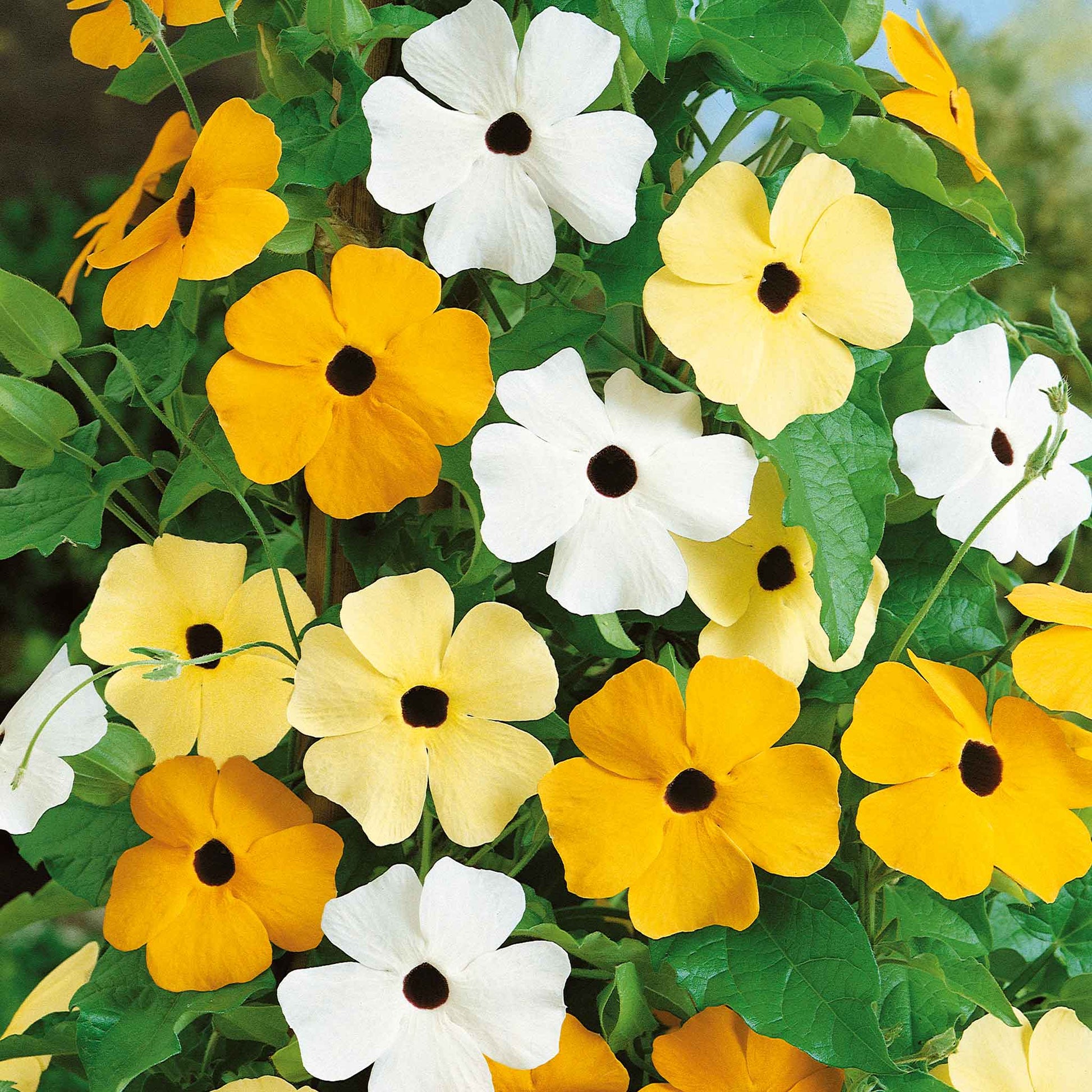 flower vine seeds Bulk Black Eyed Susan Seeds