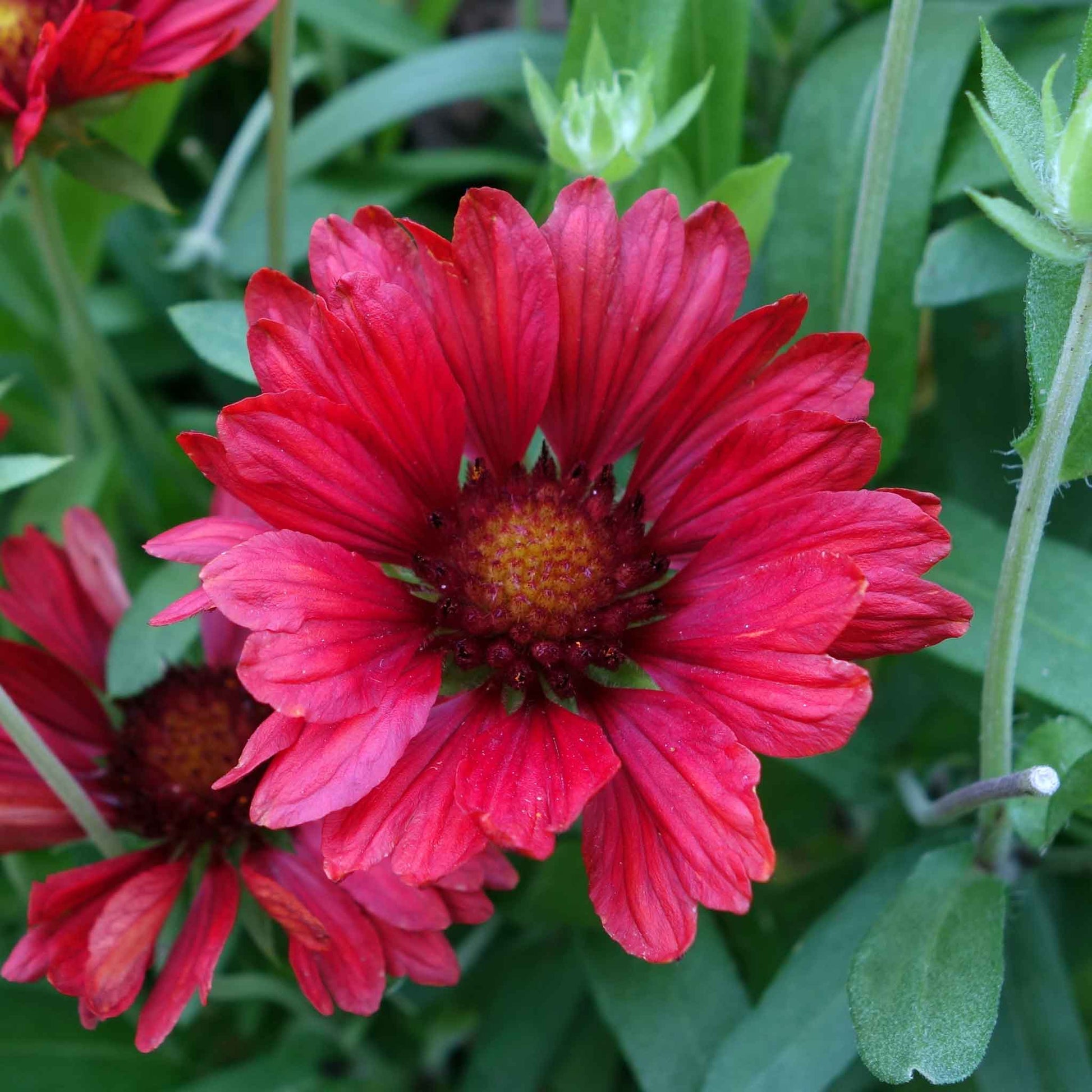 seeded wildflower blanket Bulk Blanket Flower Seeds